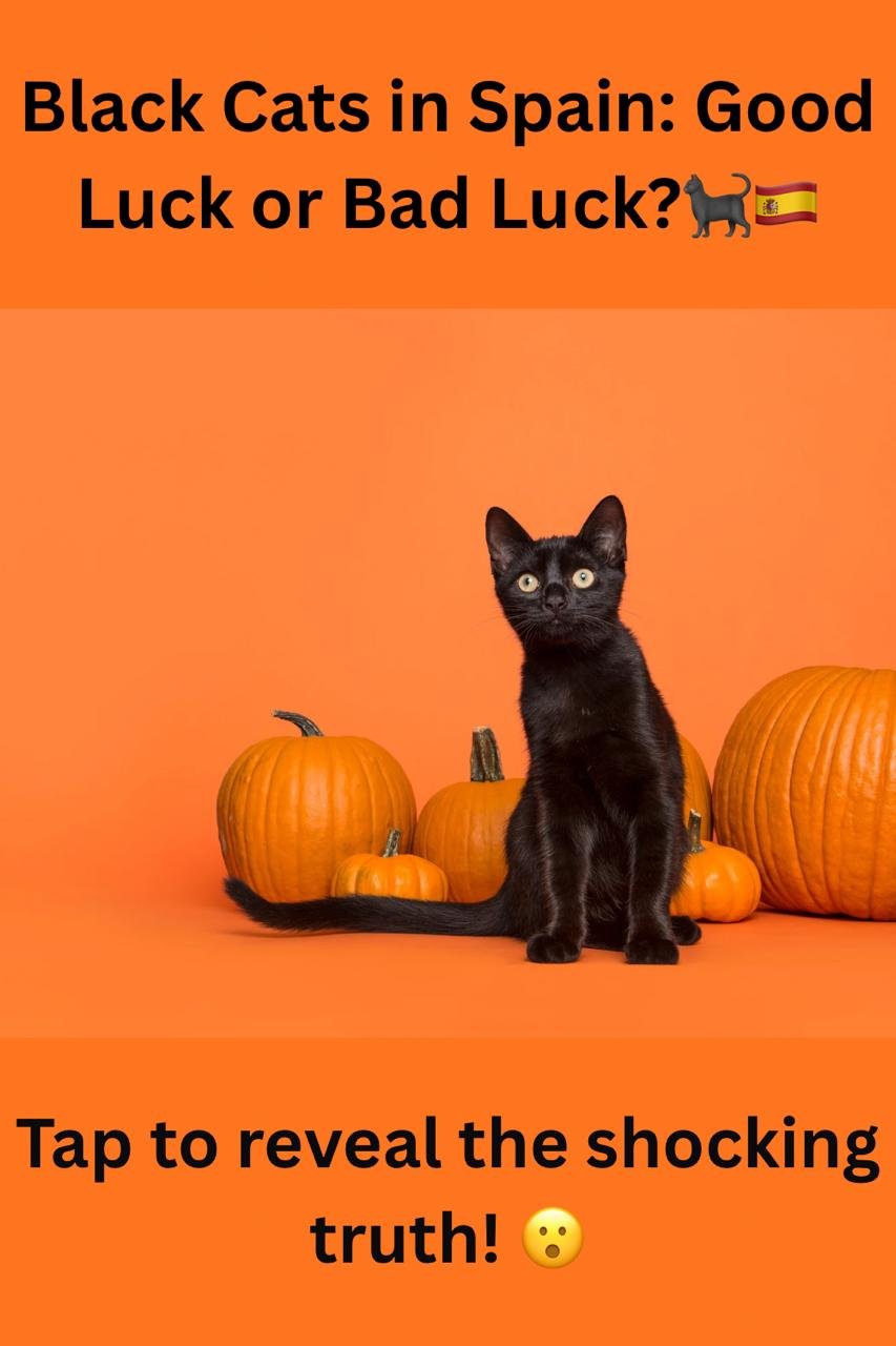 🐈⬛ Black Cats in Spain: Good Luck or Bad Luck? Learn Spanish Through This Fun Culture Lesson